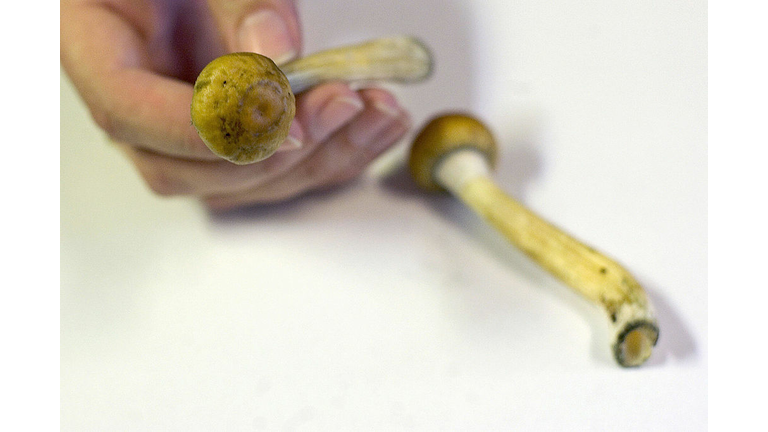 Denver becomes 1st US city to decriminalize 'magic mushrooms' 