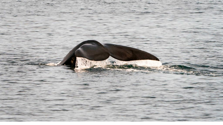 US-WILDLIFE-MARINE-RIGHT_WHALE