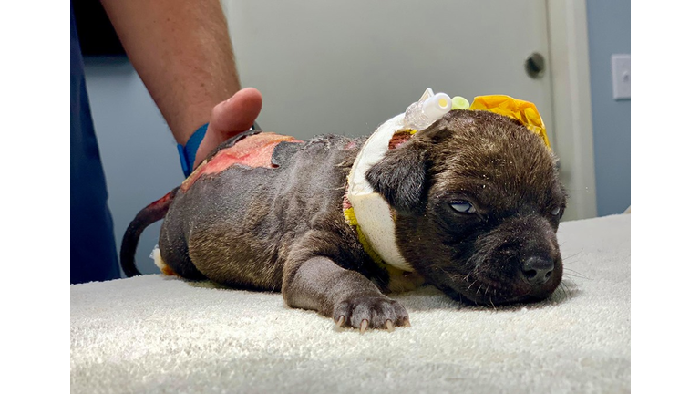 Animal Services Seeking Person Who Found Burned Puppy To Begin Investigation