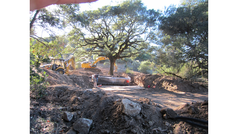 couple ordered to  pay nearly 600,000 for uprooted oak tree