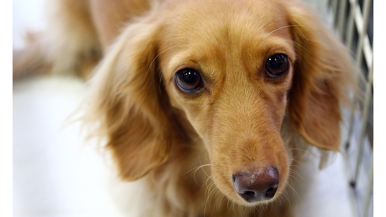 Rent-A-Dog Booms In Japan