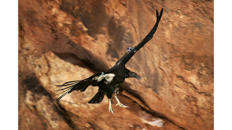 Endangered Condors Threatened With Lead Poisoning