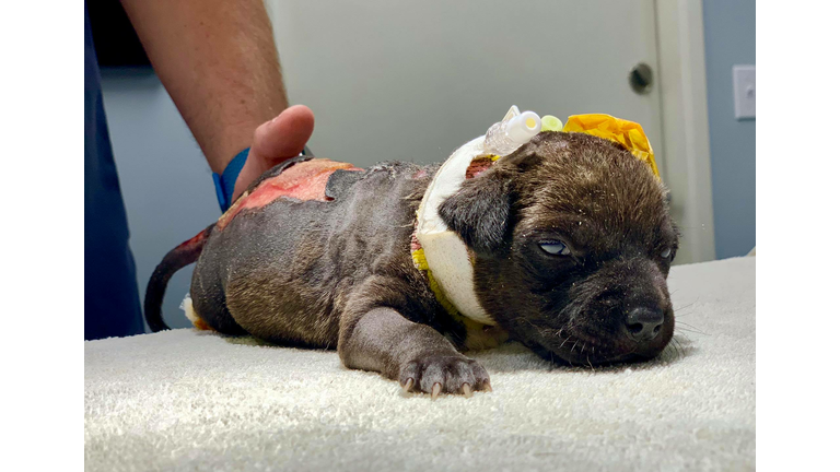 $20,000 Reward Offered For Information Leading To Person Who Burned Puppy