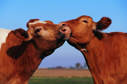 Quit telling kids chocolate milk comes from brown cows!