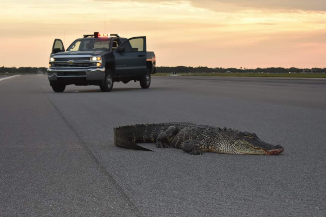 Base Officials in Florida Use Frontloader to Remove Alligator From Runway - Thumbnail Image