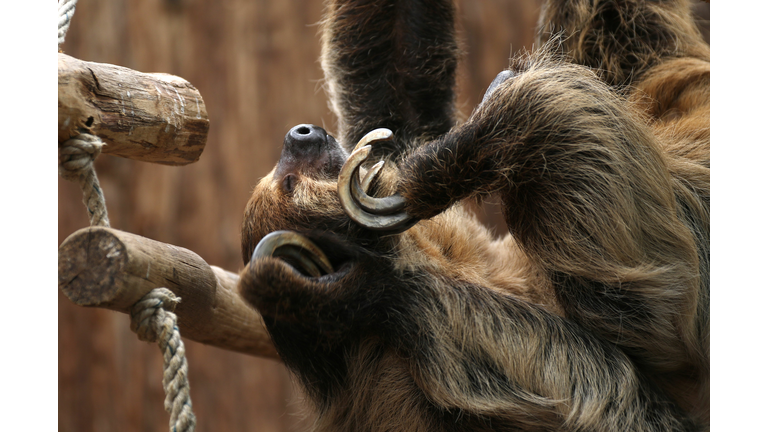 GERMANY-ANIMALS-ZOO-SLOTH