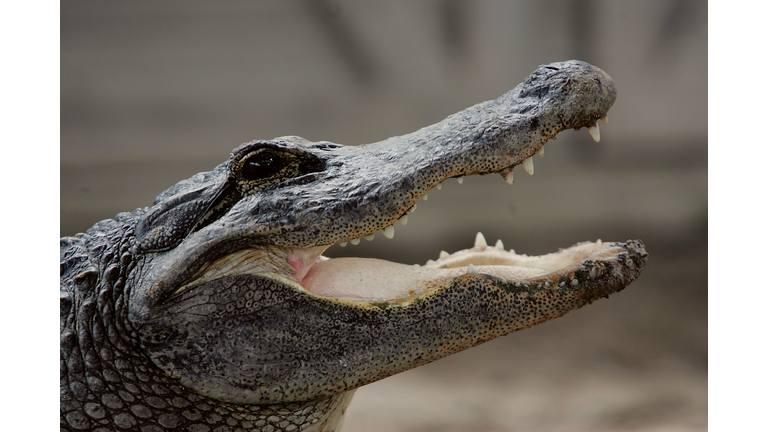 Fatal Alligator Attacks Set New Record In Florida