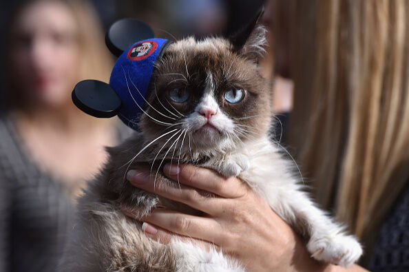 Internet sensation, Grumpy Cat is no longer with us.