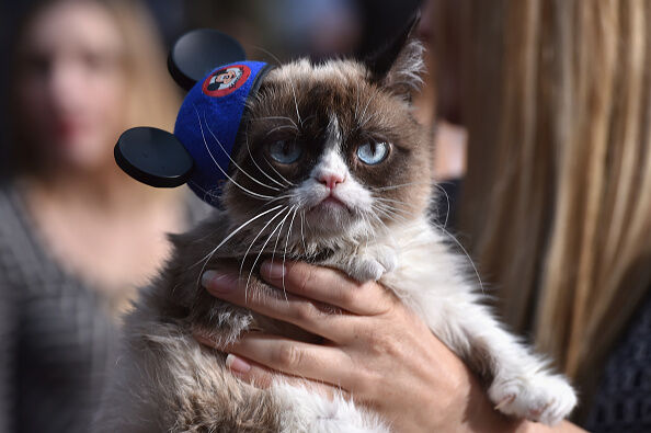 Internet sensation, Grumpy Cat is no longer with us.