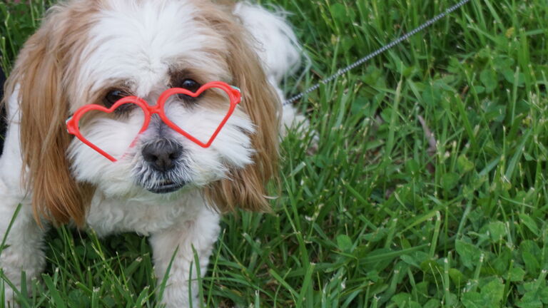 Happy Valentine's Love Bug Hearts