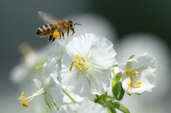 May 20 Is World Bee Day