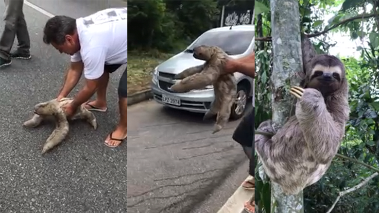 Watch How Adorably Grateful This Sloth Is After Man Helps Him Cross Road Iheart