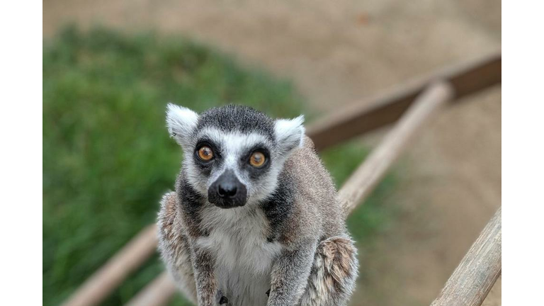 lemur returned