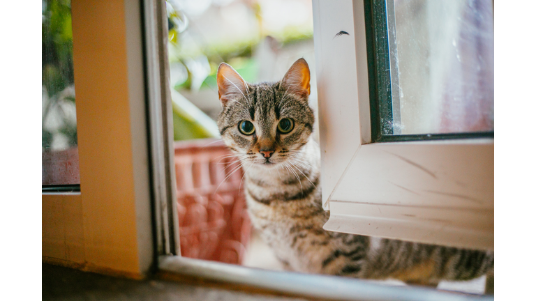 domestic cat portrait