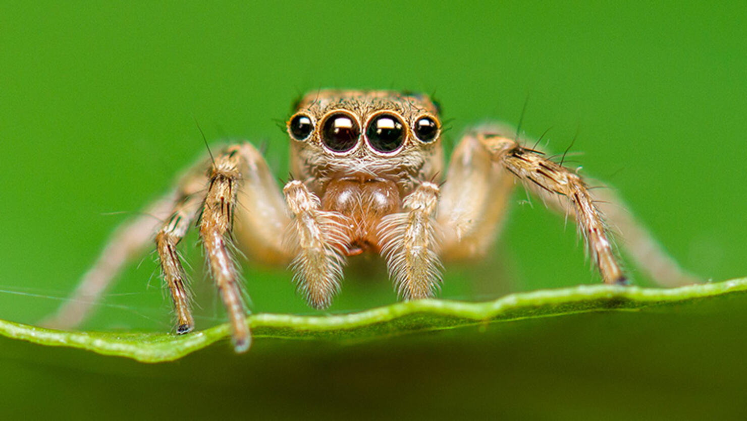 Close-up of Salticus scenicus or jumping spider on leaf