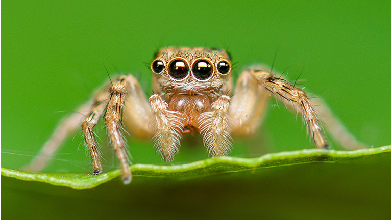 Close-up of Salticus scenicus or jumping spider on leaf