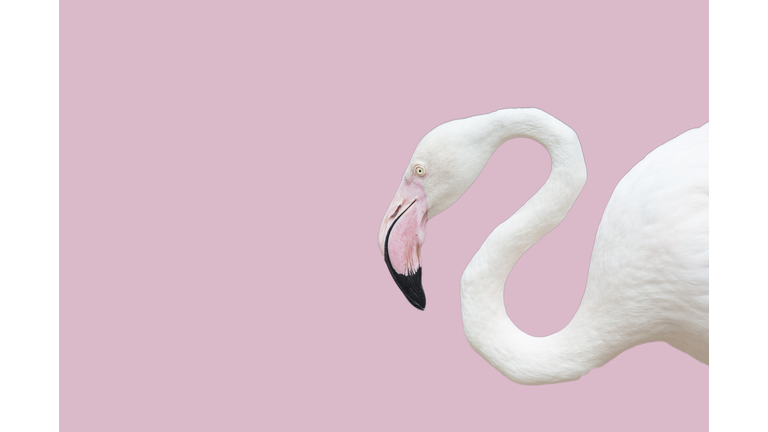 beautiful flamingo bird with pastel background