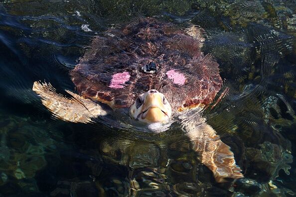 FRANCE-ENVIRONMENT-ANIMAL-TURTLE-MARINELAND