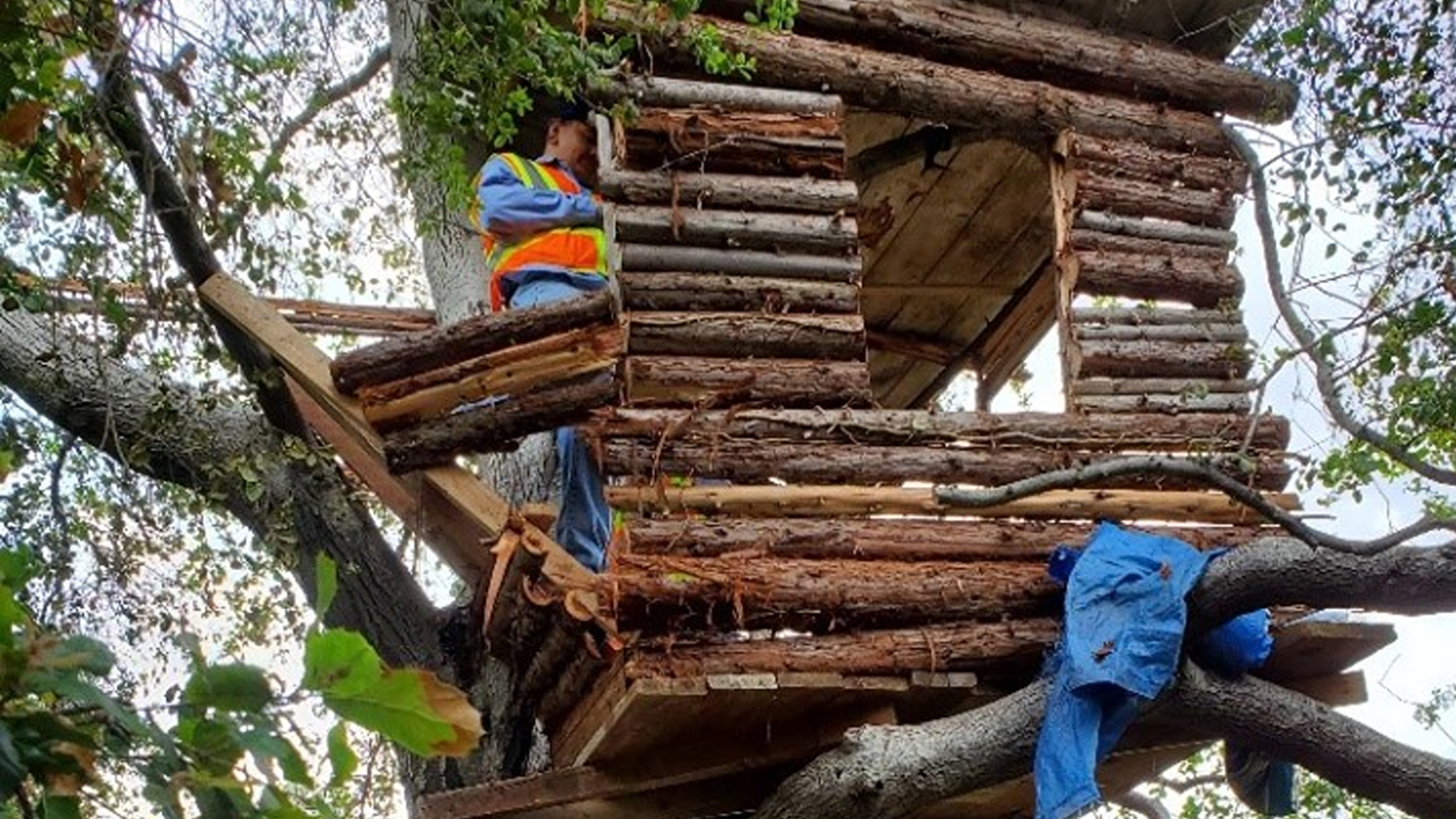 Burglar found in treehouse
