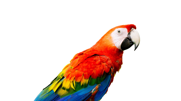 Close-Up Of Scarlet Macaw Perching Against Clear Sky