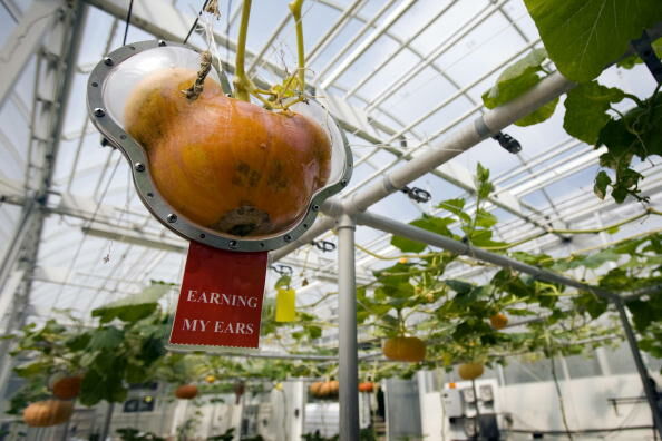 A squash is grown into Mickey Mouse ears