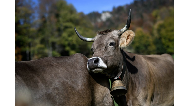 SWITZERLAND-ANIMAL-RIGHTS-LIVESTOCK-VOTING