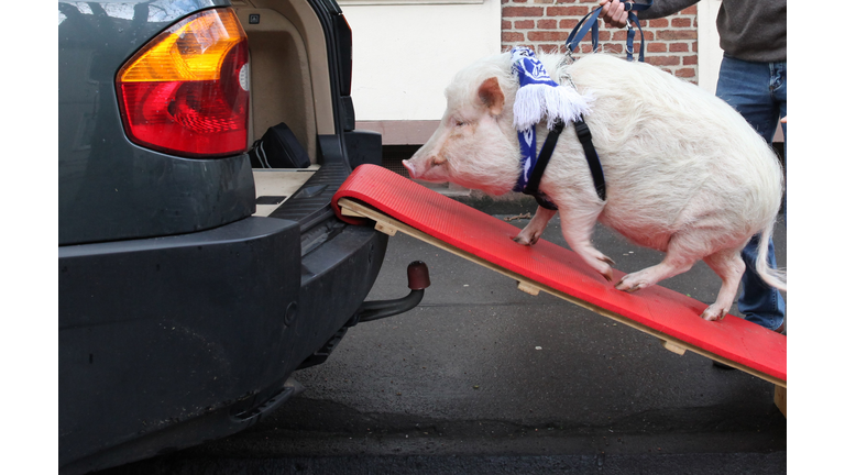 Physiotherapist Uses Pig To Offer Emotional Therapy