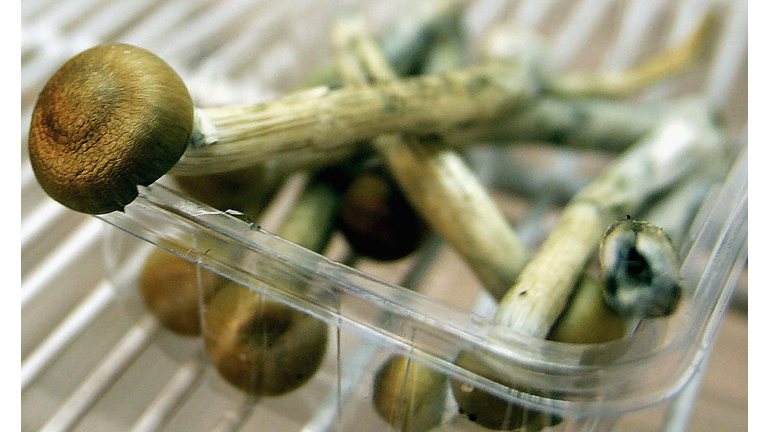 Freshly Picked Magic Mushrooms Reclassififed As Class A Drug In UK
