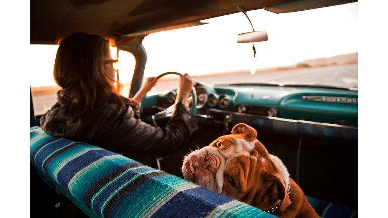 Woman and English bulldog inside Chevrolet bel air, Santa Cruz, California, USA