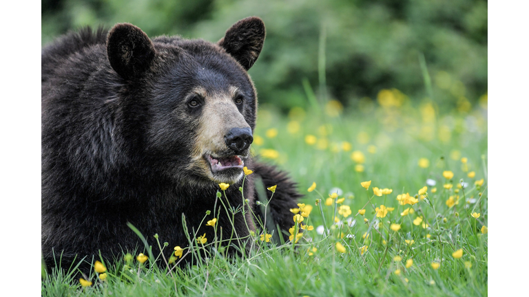 FRANCE-ZOO-ANIMALS-BEARS