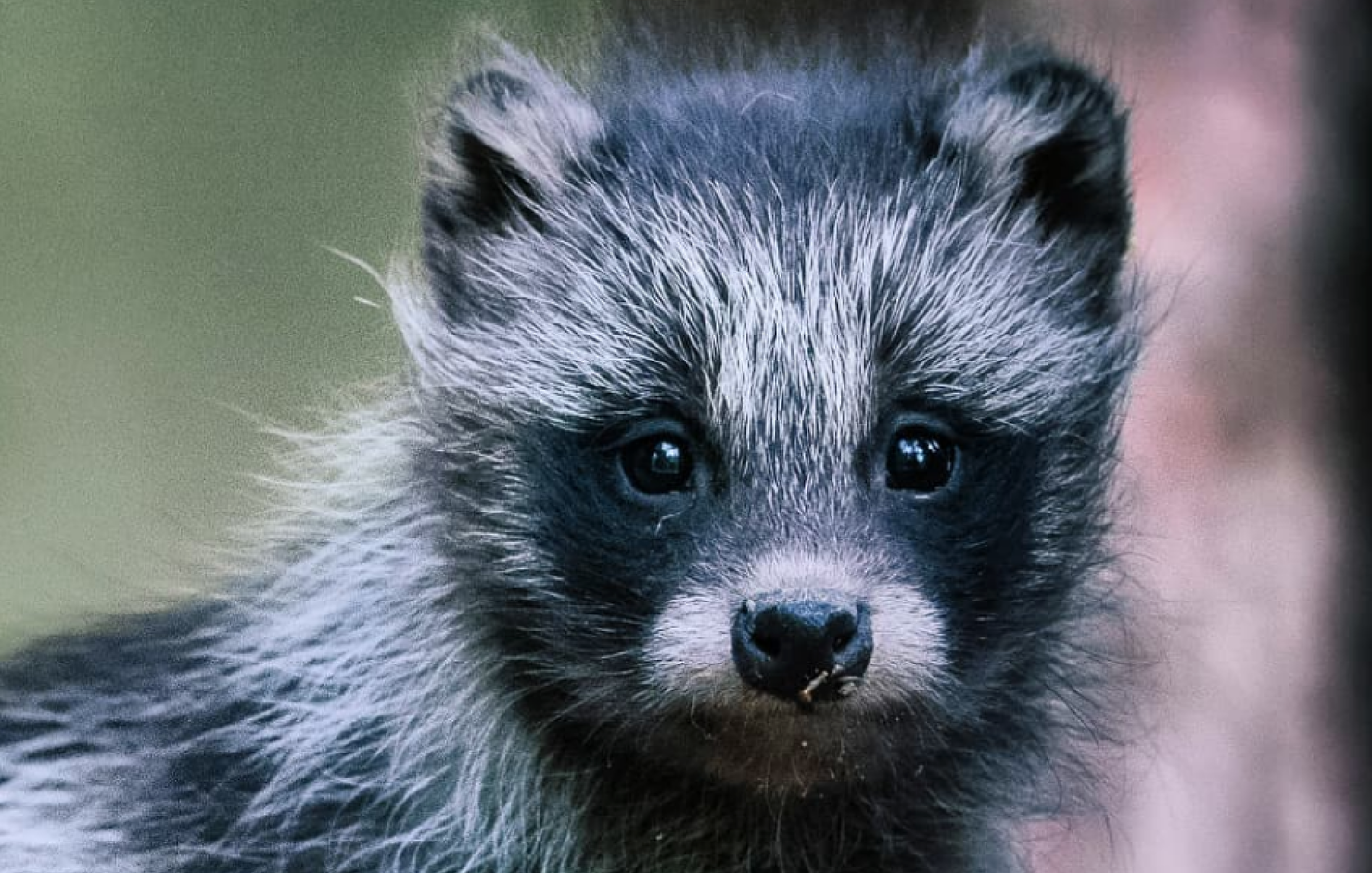 Everything You Need To Know About The Adorable "Raccoon Dog" iHeart