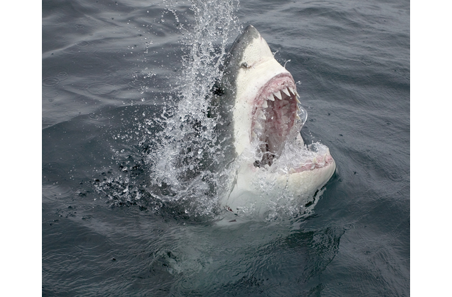 Great White Shark Emerging From the Water