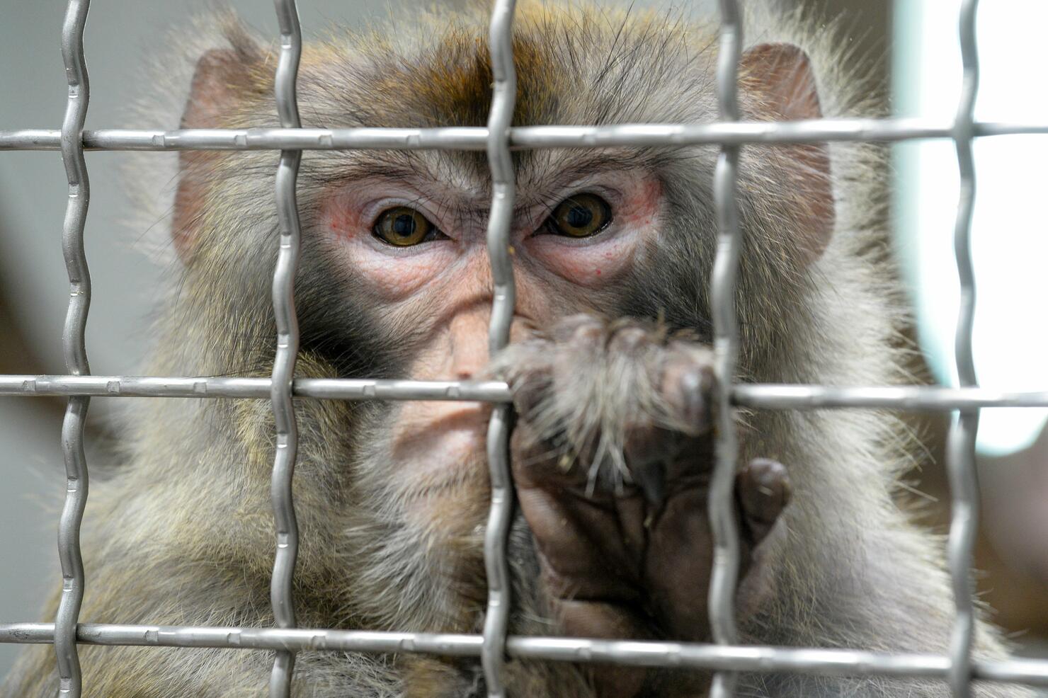 FRANCE-ANIMAL-ZOO-TOURISM