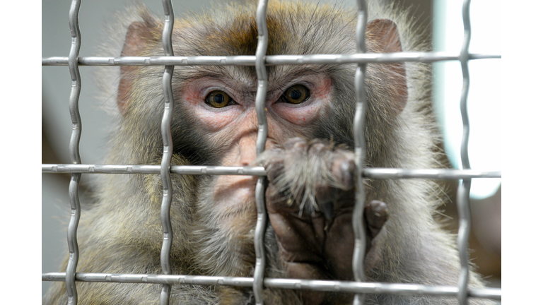 FRANCE-ANIMAL-ZOO-TOURISM