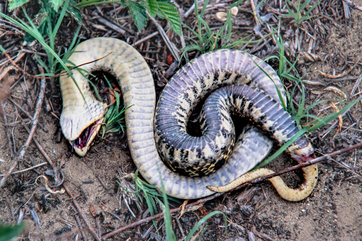 Hognose Snake Playing Dead Stock Photo - Download Image Now