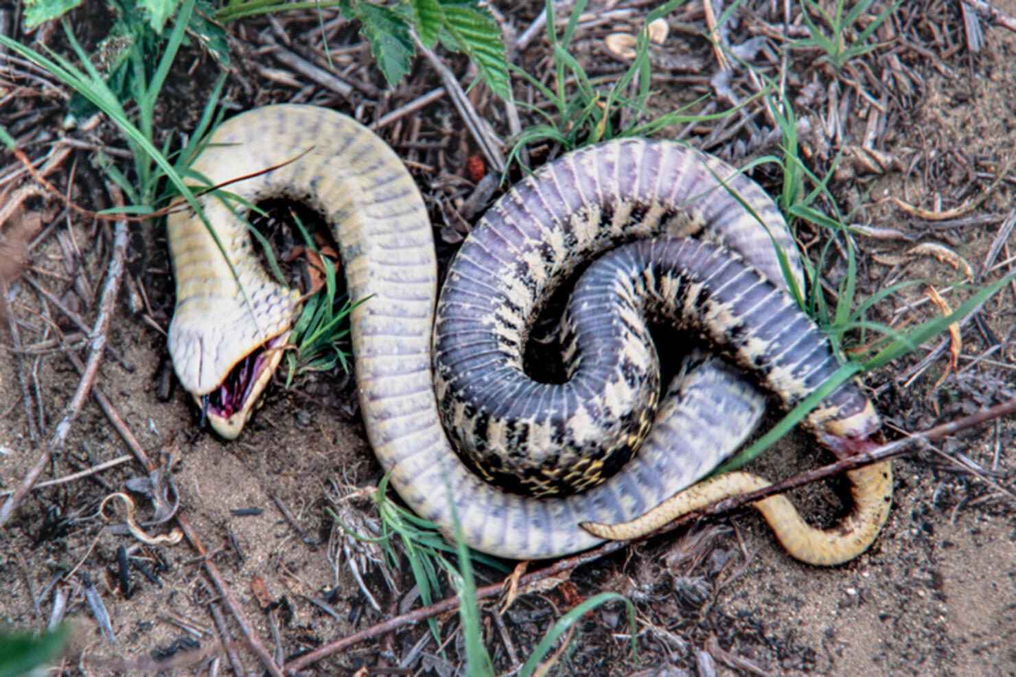 Eastern hognose snake - feigning death