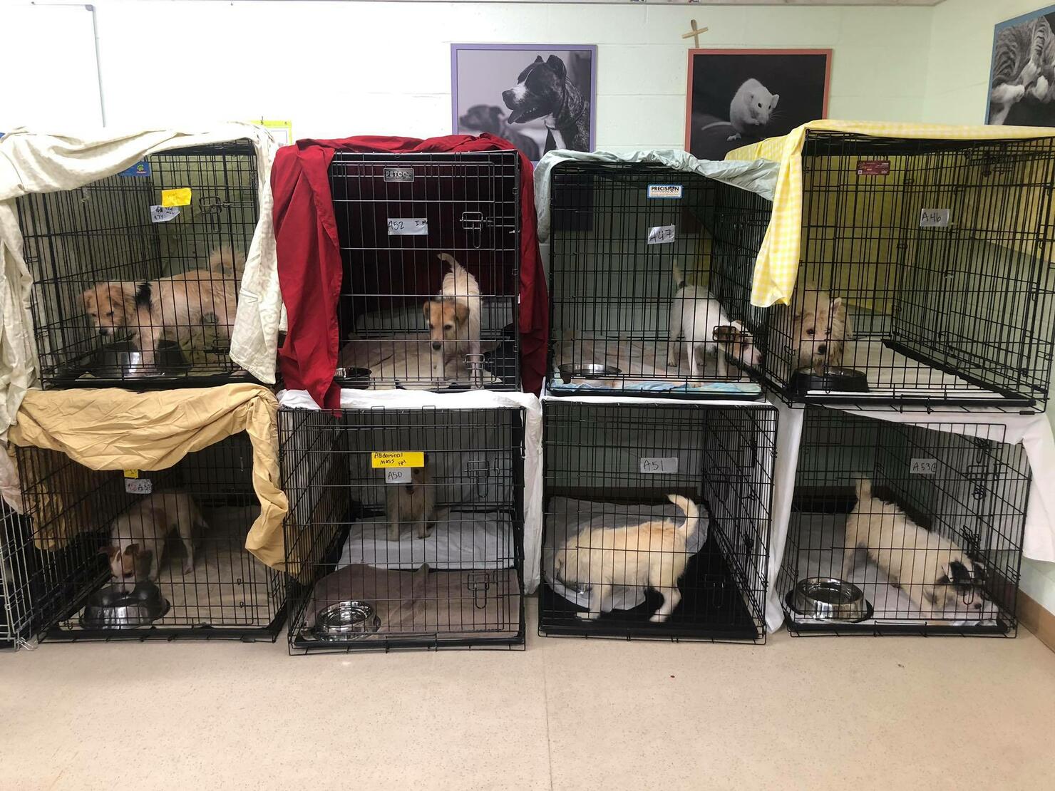 hundreds of dogs rescued from squalid conditions at home in New Jersey. 