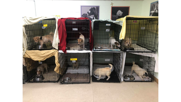 hundreds of dogs rescued from squalid conditions at home in New Jersey. 