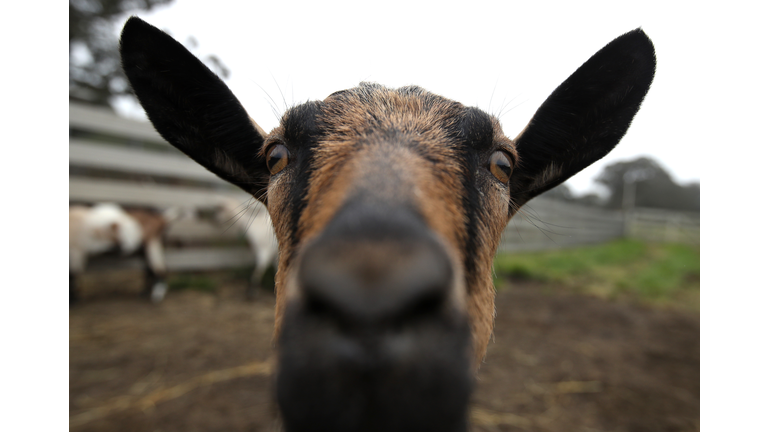 Dairy Goat Herds Surge Over The Last Decade In The U.S.