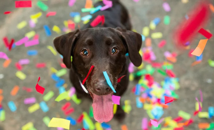 The World's Cutest Rescue Dog Contest is Here to Turn Your Dog Into a Superstar