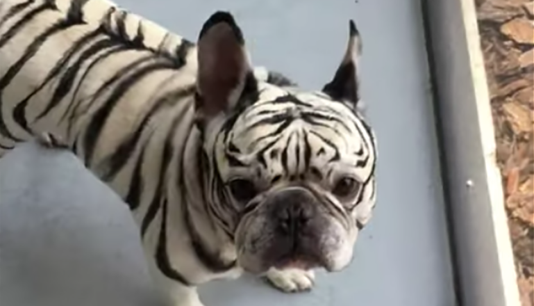 MakeUp Artist Unbelievably Transforms Dog To Cheer Up