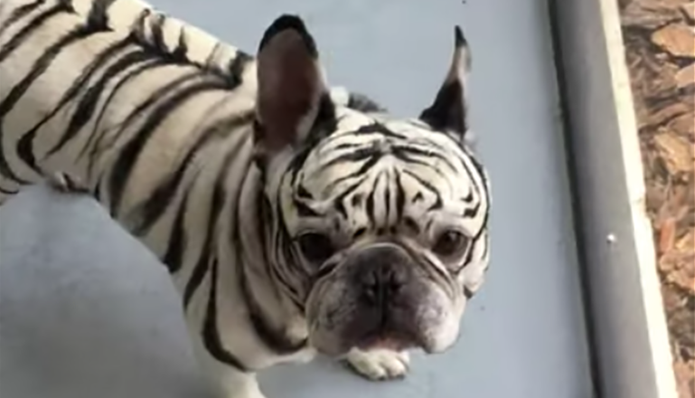 White tiger cheap striped bulldog