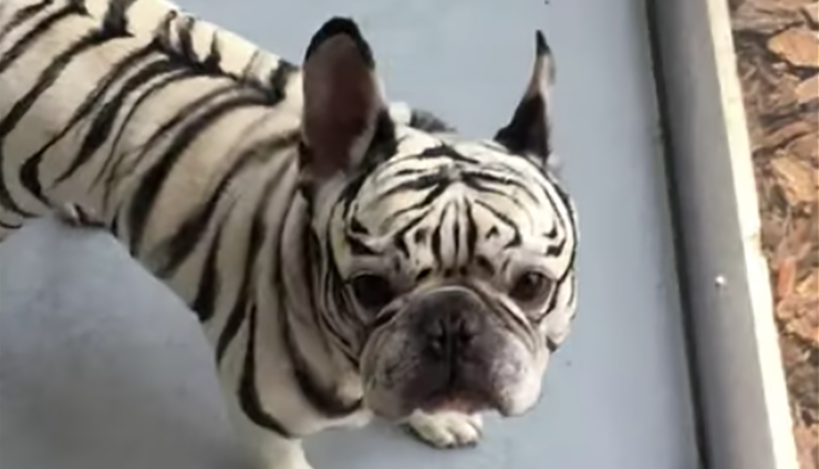 Image result for French Bulldog transformed to a white Siberian Tiger