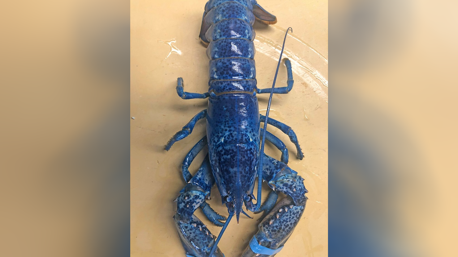 blue lobster found in restaurant's seafood shipment