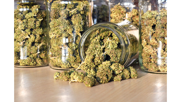 Dry and trimmed cannabis buds, stored in a glass jars