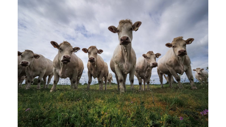 FRANCE-AGRICULTURE-ANIMALS-LIVESTOCK-FEATURE