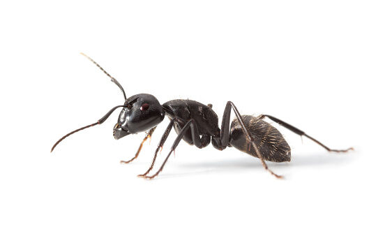 Ant