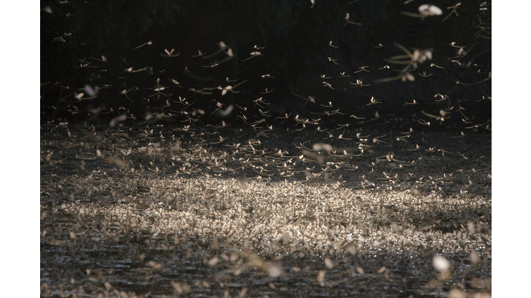 HUNGARY-ANIMALS-MAYFLY