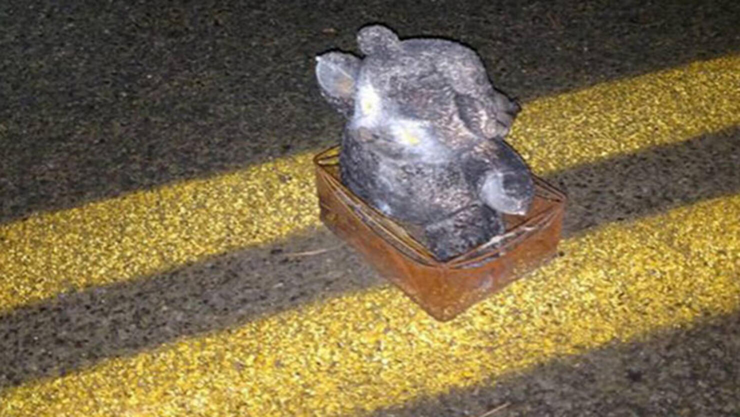 a pipe bomb disguised as a teddy bear