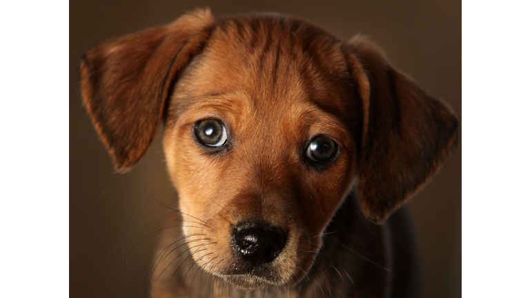 Animal Rescue Centres Feel The Strain After Christmas Pets Are Abandoned